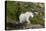 Mountain Goat on the hillside. Glacier National Park. Montana. Usa.-Tom Norring-Premier Image Canvas