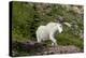Mountain Goat on the hillside. Glacier National Park. Montana. Usa.-Tom Norring-Premier Image Canvas
