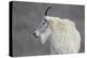 Mountain Goat (Oreamnos Americanus), Mount Evans, Arapaho-Roosevelt National Forest, Colorado, USA-James Hager-Premier Image Canvas