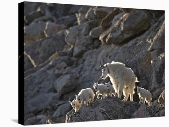 Mountain Goat (Oreamnos Americanus) Nanny and 5 Kids, Arapaho-Roosevelt Nat'l Forest, Colorado, USA-James Hager-Premier Image Canvas