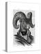 Mountain Goat Portrait-Fab Funky-Stretched Canvas