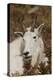 Mountain Goat Portrait-Ken Archer-Premier Image Canvas