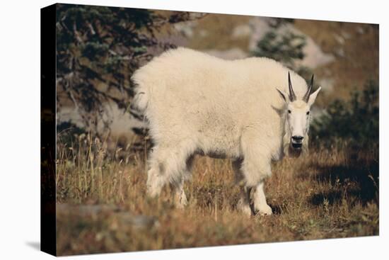 Mountain Goat-DLILLC-Premier Image Canvas