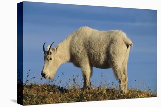 Mountain Goat-DLILLC-Premier Image Canvas