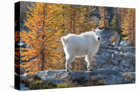 Mountain Goats at Stiletto Lake, North Cascades National Park, Washington State-Alan Majchrowicz-Premier Image Canvas