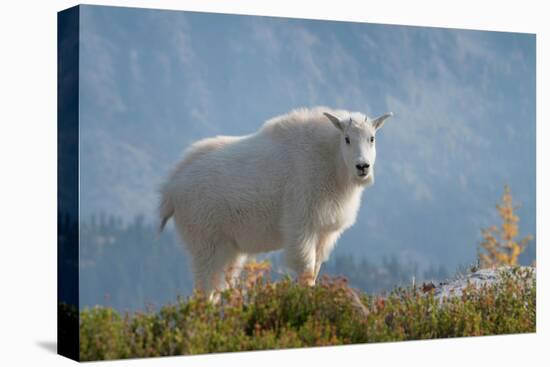 Mountain Goats at Stiletto Lake, North Cascades National Park, Washington State-Alan Majchrowicz-Premier Image Canvas