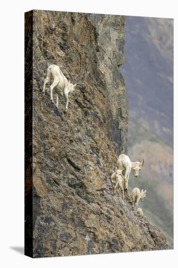 Mountain Goats, Kongakut River, ANWR, Alaska, USA-Tom Norring-Premier Image Canvas