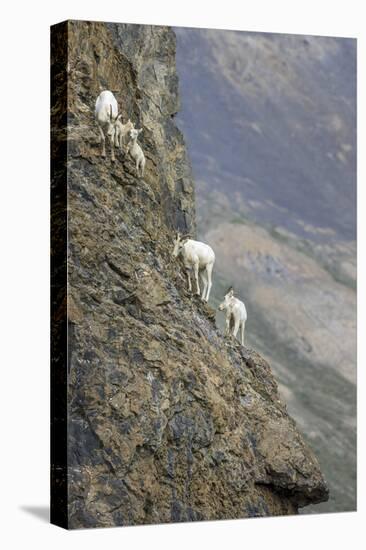 Mountain Goats, Kongakut River, ANWR, Alaska, USA-Tom Norring-Premier Image Canvas