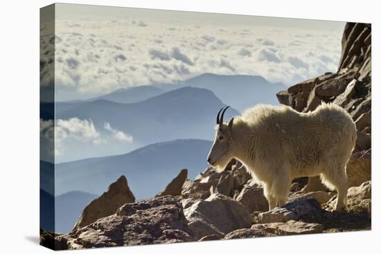 Mountain Goats, Mount Evans, Colorado, USA-null-Premier Image Canvas