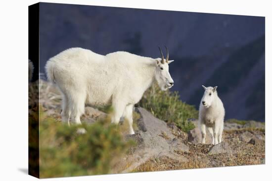 Mountain Goats, nanny and kid-Ken Archer-Premier Image Canvas