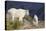 Mountain Goats, nanny and kid-Ken Archer-Premier Image Canvas