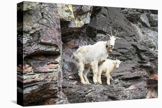 Mountain Goats on Comeau Pass Trail, Glacier National Park, Montana-Alan Majchrowicz-Premier Image Canvas