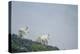 Mountain Goats On Mt. Rainier National Park, WA-Justin Bailie-Premier Image Canvas