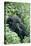 Mountain Gorilla And Infant-Tony Camacho-Premier Image Canvas