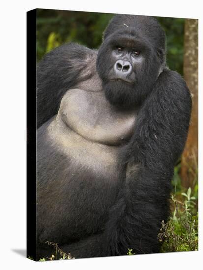 Mountain Gorilla and No 2 Silverback, Kwitonda Group, the Buffalo Wall, Akarevuro, Rwanda-Ralph H. Bendjebar-Premier Image Canvas