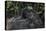 Mountain gorilla baby. Bwindi Impenetrable Forest. Uganda-Roger De La Harpe-Premier Image Canvas