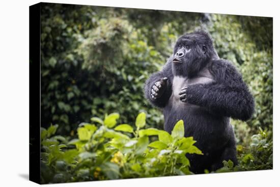 Mountain gorilla blackback, Volcanoes NP, Rwanda-Christophe Courteau-Premier Image Canvas