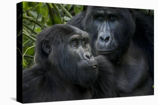 Mountain gorilla. Bwindi Impenetrable Forest. Uganda-Roger De La Harpe-Premier Image Canvas