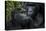 Mountain gorilla. Bwindi Impenetrable Forest. Uganda-Roger De La Harpe-Premier Image Canvas