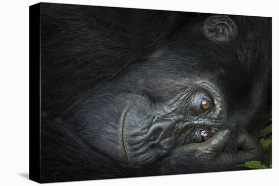 Mountain gorilla. Bwindi Impenetrable Forest. Uganda-Roger De La Harpe-Premier Image Canvas