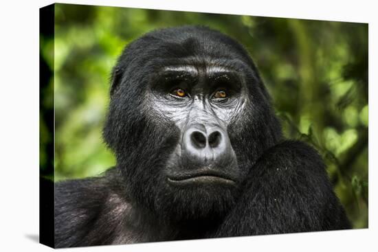 Mountain gorilla. Bwindi Impenetrable Forest. Uganda-Roger De La Harpe-Premier Image Canvas