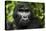 Mountain gorilla. Bwindi Impenetrable Forest. Uganda-Roger De La Harpe-Premier Image Canvas