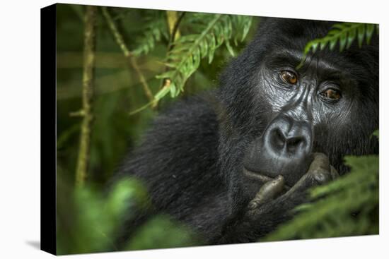 Mountain gorilla. Bwindi Impenetrable Forest. Uganda-Roger De La Harpe-Premier Image Canvas