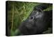 Mountain gorilla. Bwindi Impenetrable Forest. Uganda-Roger De La Harpe-Premier Image Canvas