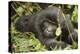 Mountain Gorilla, Bwindi Impenetrable National Park, Uganda, Africa-Janette Hill-Premier Image Canvas