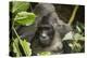 Mountain Gorilla, Bwindi Impenetrable National Park, Uganda, Africa-Janette Hill-Premier Image Canvas