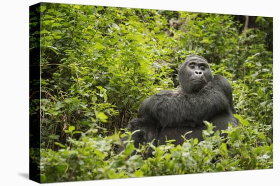 Mountain Gorilla, Bwindi Impenetrable National Park, Uganda, Africa-Janette Hill-Premier Image Canvas