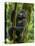 Mountain gorilla, Bwindi Impenetrable National Park, Uganda-Art Wolfe-Premier Image Canvas