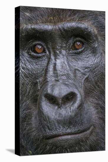 Mountain gorilla, Bwindi Impenetrable National Park, Uganda-Art Wolfe-Premier Image Canvas