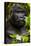 Mountain gorilla (Gorilla beringei beringei), Bwindi Impenetrable Forest, Uganda, Africa-Ashley Morgan-Premier Image Canvas