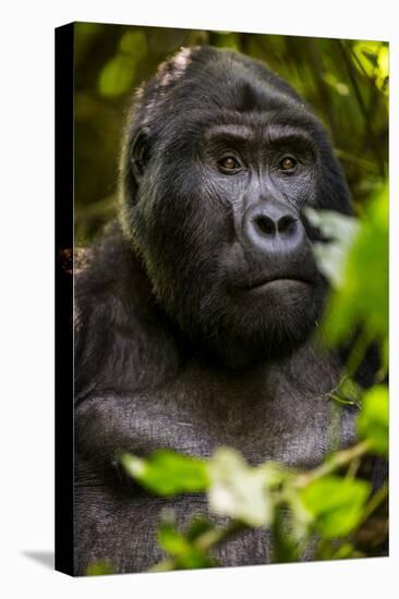 Mountain gorilla (Gorilla beringei beringei), Bwindi Impenetrable Forest, Uganda, Africa-Ashley Morgan-Premier Image Canvas