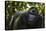 Mountain gorilla (Gorilla beringei beringei), Bwindi Impenetrable Forest, Uganda, Africa-Ashley Morgan-Premier Image Canvas