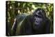 Mountain gorilla (Gorilla beringei beringei), Bwindi Impenetrable Forest, Uganda, Africa-Ashley Morgan-Premier Image Canvas