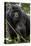 Mountain gorilla, (Gorilla beringei beringei), Bwindi Impenetrable National Park, Uganda, Africa-null-Premier Image Canvas