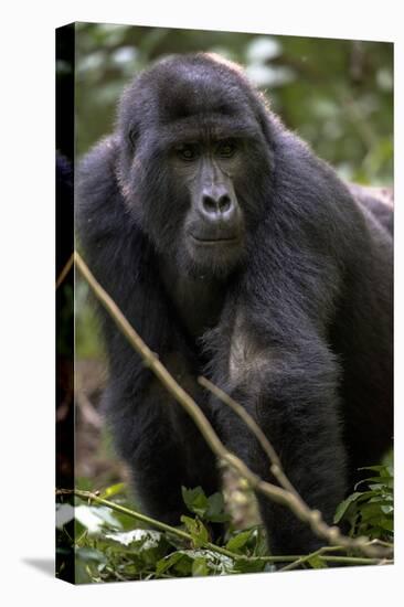 Mountain gorilla, (Gorilla beringei beringei), Bwindi Impenetrable National Park, Uganda, Africa-null-Premier Image Canvas