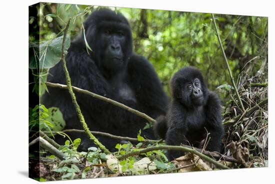 Mountain Gorilla (Gorilla Gorilla Beringei) Baby Age One Year Exploring-Suzi Eszterhas-Premier Image Canvas