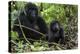 Mountain Gorilla (Gorilla Gorilla Beringei) Baby Age One Year Exploring-Suzi Eszterhas-Premier Image Canvas