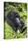 Mountain Gorilla (Gorilla Gorilla Beringei) Mother Holding Baby Twins Age Five Months-Suzi Eszterhas-Premier Image Canvas