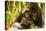 Mountain gorilla hugging infant, Rwanda-Mary McDonald-Premier Image Canvas