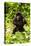 Mountain gorilla infant beating chest, Rwanda-Mary McDonald-Premier Image Canvas