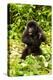 Mountain gorilla infant beating chest, Rwanda-Mary McDonald-Premier Image Canvas