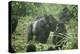 Mountain Gorilla Male Silverback-Adrian Warren-Premier Image Canvas