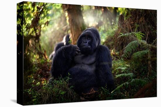Mountain Gorilla, Mgahinga National Park in Uganda. Close-Up Photo of Wild Big Black Silverback Mon-Ondrej Prosicky-Premier Image Canvas