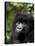 Mountain Gorilla, Rwanda, Africa-Milse Thorsten-Premier Image Canvas