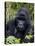 Mountain Gorilla Silverback, Kongo, Rwanda, Africa-Milse Thorsten-Premier Image Canvas