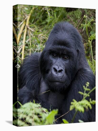 Mountain Gorilla Silverback, Kongo, Rwanda, Africa-Milse Thorsten-Premier Image Canvas